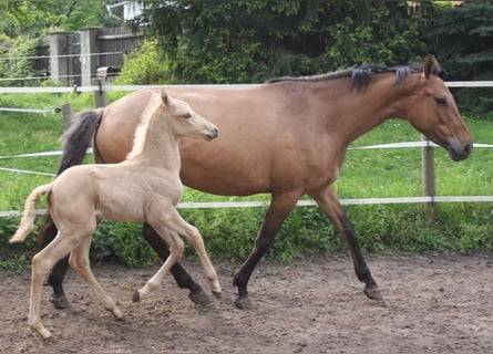 Caballo alemán, Yegua, 16 años, 158 cm, Bayo