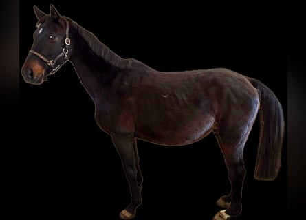 Caballo alemán, Yegua, 18 años, 162 cm, Castaño oscuro