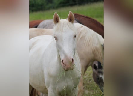 Caballo alemán, Yegua, 2 años, 156 cm, Cremello