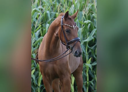 Caballo alemán, Yegua, 3 años, 160 cm, Alazán