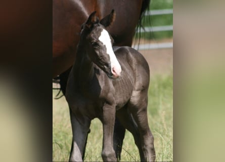 Caballo alemán, Yegua, 3 años, Negro