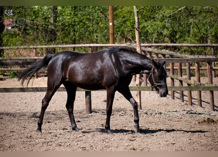 Caballo alemán, Yegua, 4 años, 158 cm, Negro