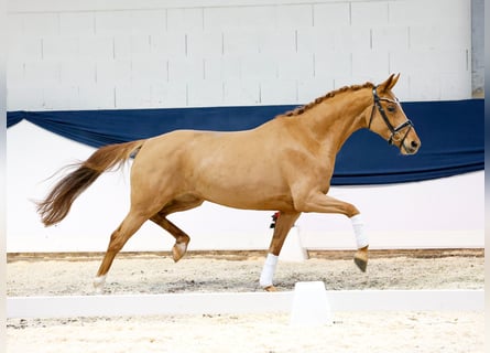 Caballo alemán, Yegua, 4 años, 160 cm, Alazán