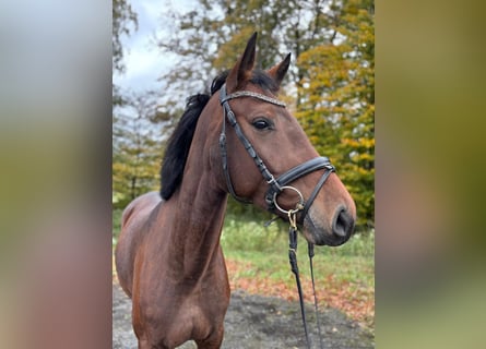 Caballo alemán, Yegua, 4 años, 163 cm, Castaño