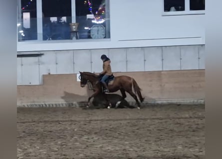 Caballo alemán, Yegua, 4 años, 165 cm, Alazán