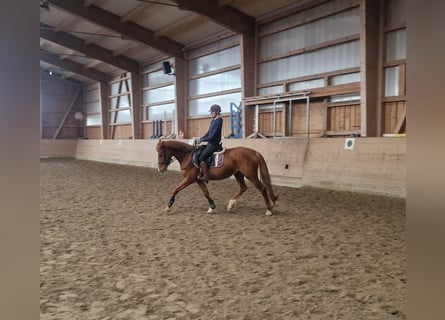 Caballo alemán, Yegua, 4 años, 165 cm, Alazán