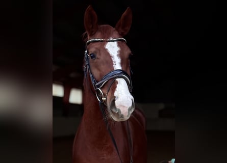 Caballo alemán, Yegua, 4 años, 165 cm, Alazán