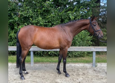 Caballo alemán, Yegua, 4 años, 166 cm, Castaño