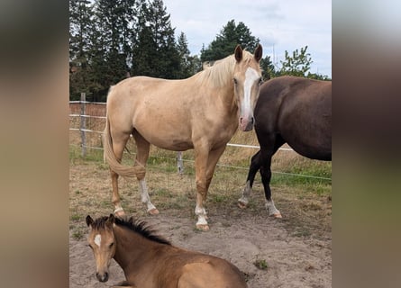 Caballo alemán, Yegua, 4 años, 169 cm, Palomino