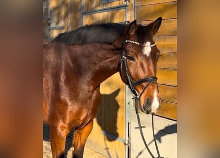 Caballo alemán, Yegua, 4 años, 170 cm, Castaño