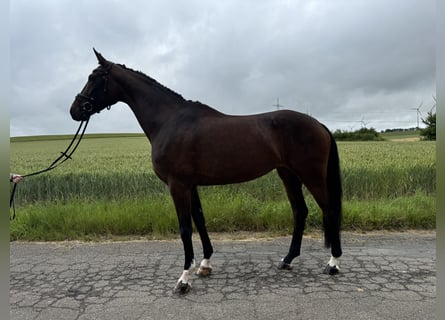 Caballo alemán, Yegua, 4 años, 176 cm, Castaño oscuro