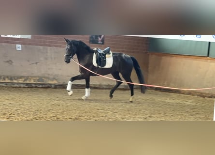 Caballo alemán, Yegua, 4 años, Negro
