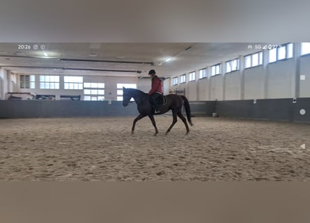 Caballo alemán, Yegua, 5 años, 158 cm, Alazán