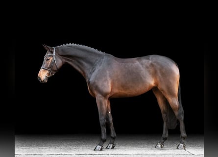 Caballo alemán, Yegua, 5 años, 160 cm, Castaño