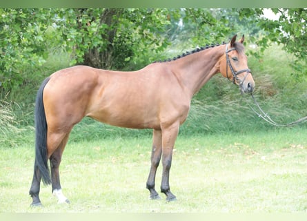 Caballo alemán, Yegua, 5 años, 163 cm, Castaño