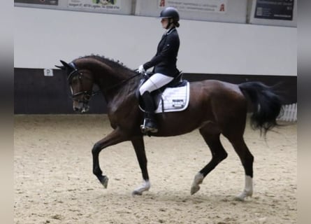 Caballo alemán, Yegua, 5 años, 165 cm, Castaño