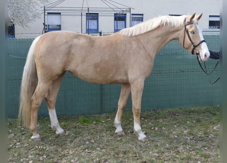 Caballo alemán, Yegua, 5 años, 168 cm, Palomino