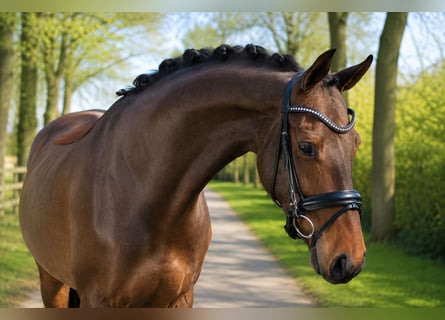 Caballo alemán, Yegua, 5 años, 170 cm, Castaño