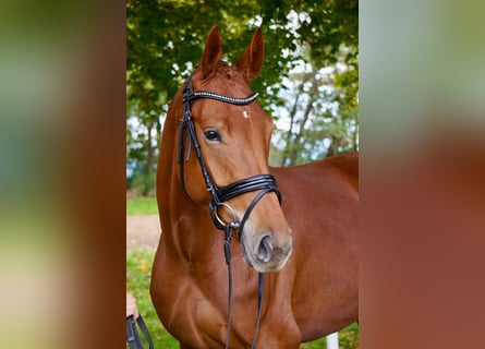 Caballo alemán, Yegua, 5 años, 172 cm, Alazán