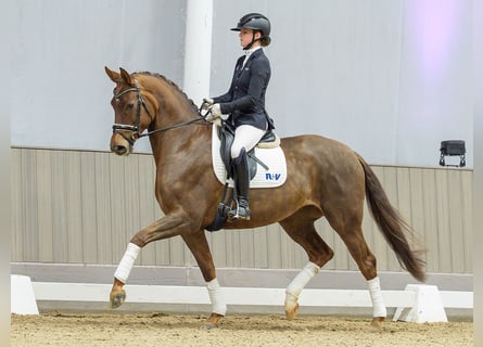 Caballo alemán, Yegua, 5 años, Alazán
