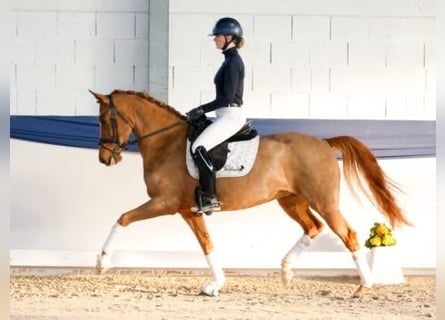 Caballo alemán, Yegua, 6 años, 155 cm, Alazán