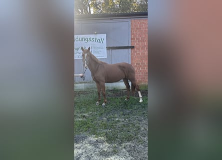 Caballo alemán, Yegua, 6 años, 157 cm, Alazán