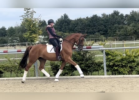 Caballo alemán, Yegua, 6 años, 165 cm, Alazán-tostado