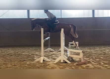 Caballo alemán, Yegua, 6 años, 167 cm, Alazán