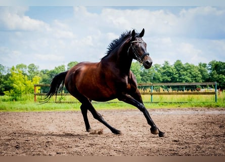 Caballo alemán, Yegua, 6 años, 167 cm, Castaño oscuro