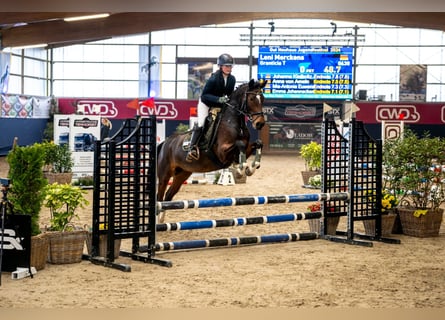 Caballo alemán, Yegua, 7 años, 153 cm, Castaño