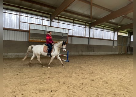 Caballo alemán Mestizo, Yegua, 7 años, 160 cm, Tordo