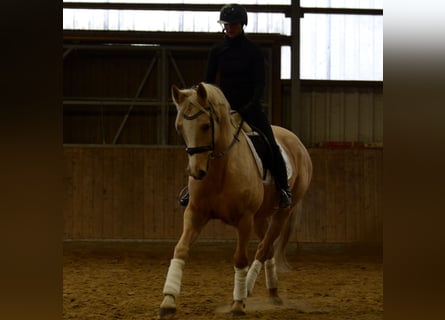 Caballo alemán, Yegua, 7 años, 165 cm, Palomino