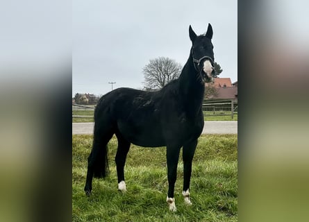 Caballo alemán, Yegua, 8 años