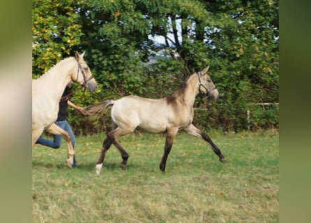 Caballo alemán, Yegua, Potro (04/2025), 170 cm, Bayo
