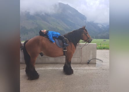 Caballo ardenes, Caballo castrado, 14 años