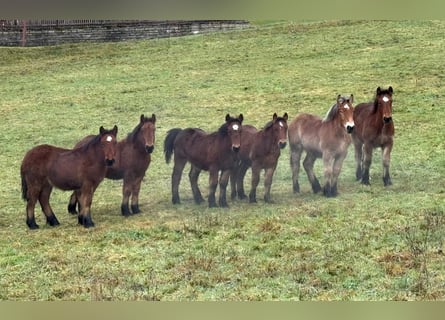 Caballo ardenes, Semental, 1 año, 155 cm