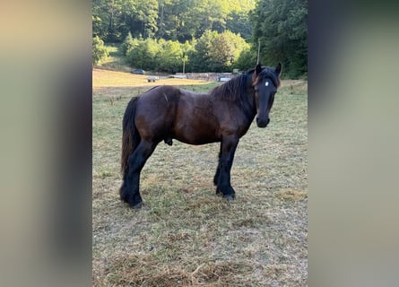 Caballo ardenes, Semental, 1 año, 156 cm, Negro