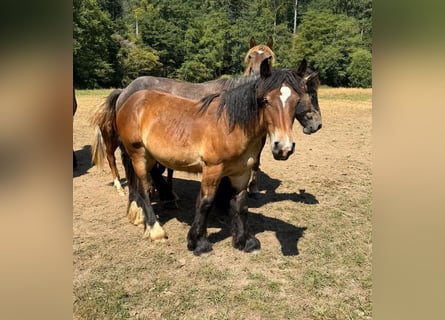 Caballo ardenes, Semental, 1 año, 160 cm, Castaño