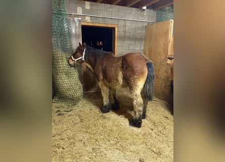 Caballo ardenes, Semental, 2 años, 157 cm