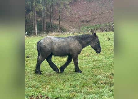 Caballo ardenes, Semental, Potro (04/2025), 153 cm, Ruano azulado