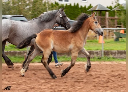 Caballo ardenes, Yegua, 1 año, 159 cm, Castaño