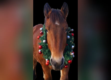 Caballo ardenes, Yegua, 2 años, 155 cm, Castaño