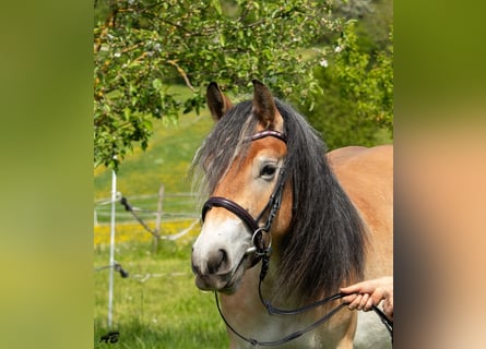 Caballo ardenes, Yegua, 3 años, 159 cm, Castaño