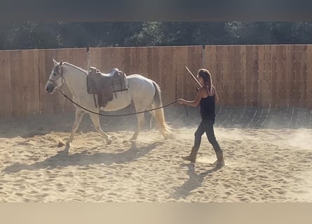 Caballo camargués Mestizo, Yegua, 10 años, 150 cm