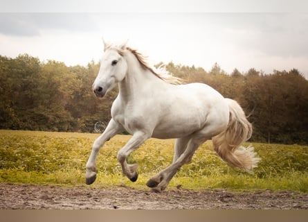 Caballo camargués, Yegua, 10 años, 152 cm, Tordo