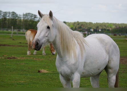 Caballo camargués, Yegua, 7 años, 148 cm, Tordo