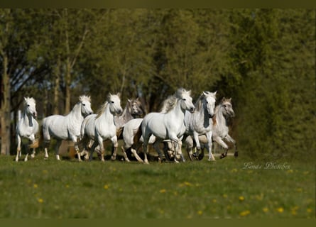 Caballo camargués, Yegua, 7 años, 148 cm, Tordo