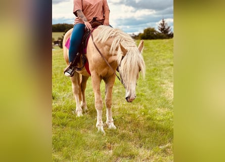 Caballo cremello / Creme horse, Caballo castrado, 4 años, 165 cm, Cremello