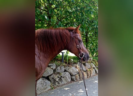 Caballo cuarto de milla Mestizo, Caballo castrado, 10 años, 147 cm, Alazán-tostado