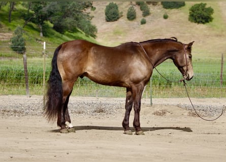 Caballo cuarto de milla, Caballo castrado, 10 años, 150 cm, Buckskin/Bayo